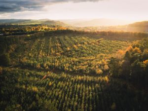 Read more about the article Revolutionizing Agriculture: The Role of Drones in Modern Farming